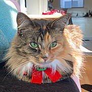 Andi is registered to the contest to win money with this photo: cat, fluffy, green_eyes, red_bow, indoor, couch, sunlight, cozy, pet, feline, closeup, portrait, relaxed, home, furniture, decor, whiskers, tabby, long_hair, animal