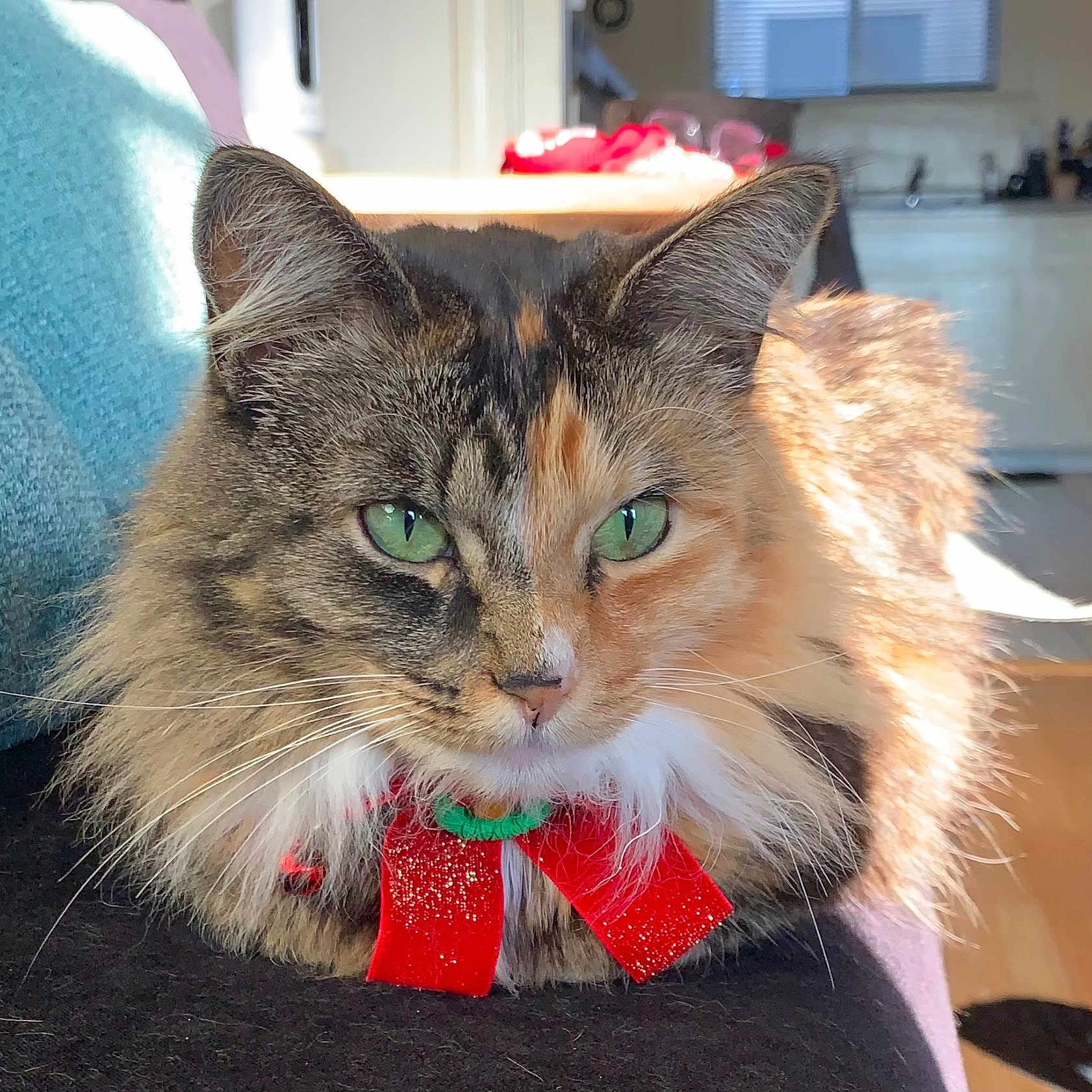 Andi is registered to the contest to win money with this photo: cat, fluffy, green_eyes, red_bow, indoor, couch, sunlight, cozy, pet, feline, closeup, portrait, relaxed, home, furniture, decor, whiskers, tabby, long_hair, animal