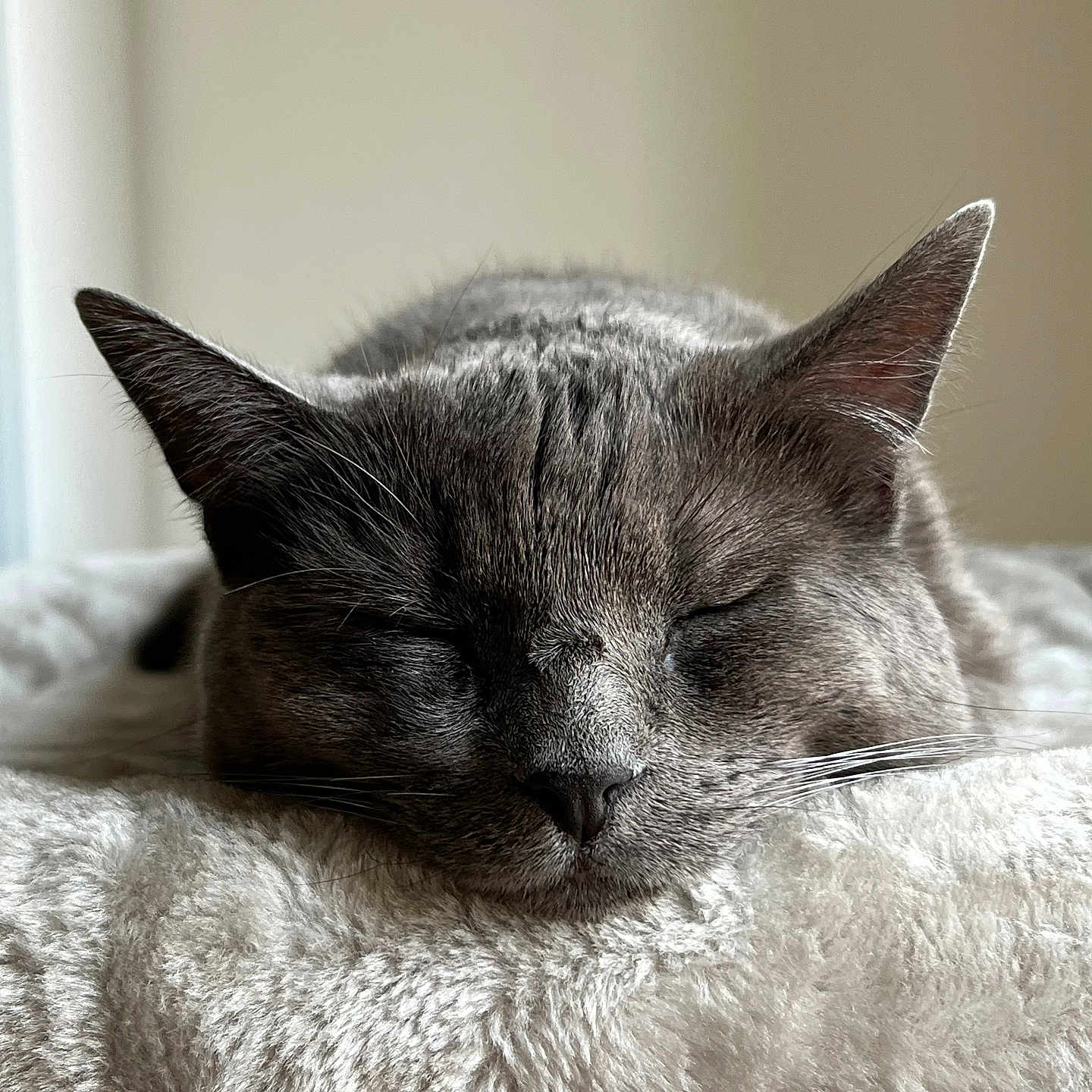 Grey is registered to the contest to win money with this photo: abyssinian, animal, blackcat, blanket, cat, couch, cushion, furniture, homedecor, kitten, linen, manx, person, pet, quilt, siamese, sleeping, snout, towel