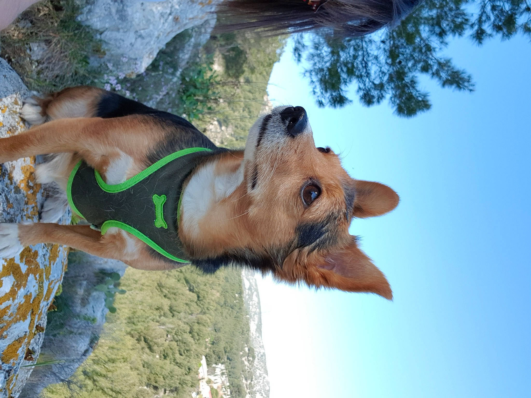 Cosmo participe au concours pour gagner de l'argent avec cette photo : canidae, carnivore, collar, companion_dog, dog, dog_breed, dog_collar, dog_supply, fawn, leash, liver, mammal, pack_animal, pet_supply, snout, sporting_group, sunlight, vertebrate, working_animal, working_dog