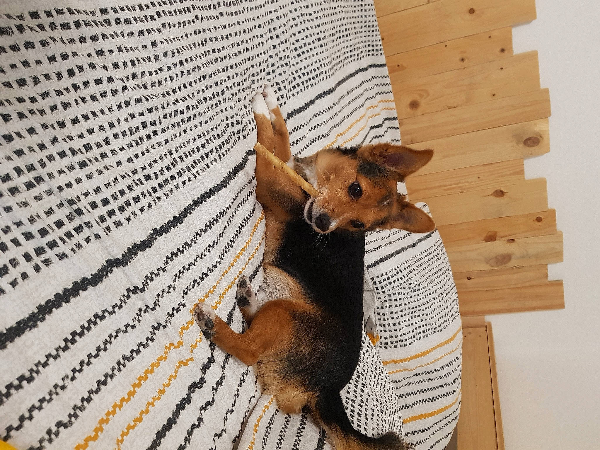 Cosmo a rejoint le concours — aidez-le/la à gagner de superbes lots ! canidae, carnivore, comfort, companion_dog, dog, dog_breed, dog_supply, fawn, flooring, hardwood, liver, lumber, mammal, plywood, snout, tan, toy_dog, wood, wood_stain, working_dog