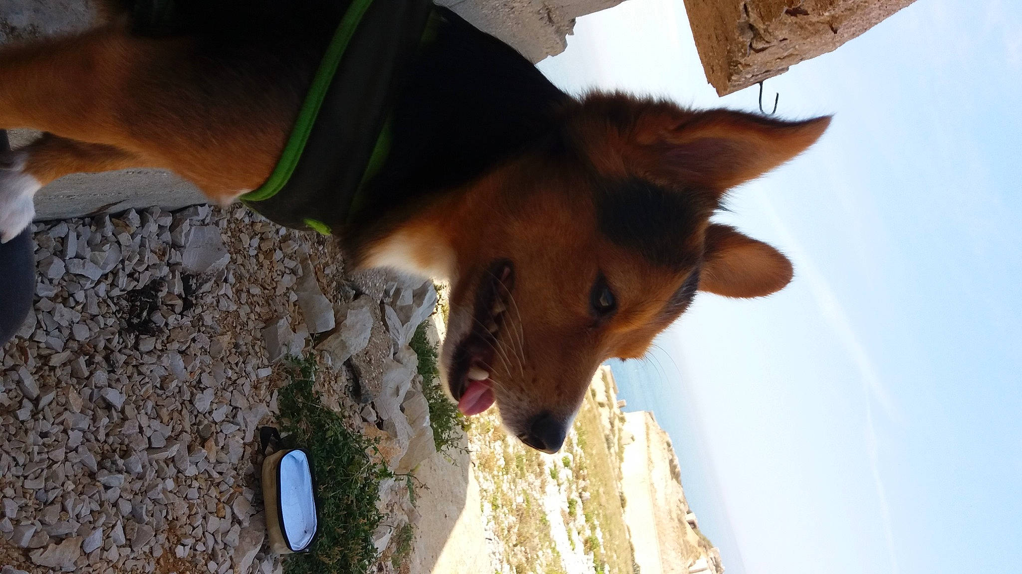 Cosmo participe au concours pour gagner de l'argent avec cette photo : brown, canidae, carnivore, collar, dog, dog_breed, fawn, fur, herding_dog, hunting_dog, jaw, snout, sporting_group, sunlight, tongue, vertebrate, whiskers, working_animal, working_dog