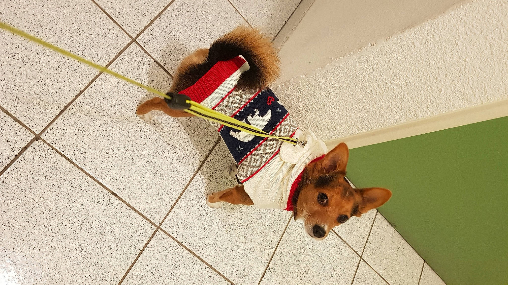 Cosmo a rejoint le concours — aidez-le/la à gagner de superbes lots ! canidae, carnivore, collar, companion_dog, dog, dog_breed, dog_clothes, dog_supply, fawn, fur, leash, liver, natural_material, non_sporting_group, pet_supply, snout, sporting_group, tile, welsh_corgi, working_animal