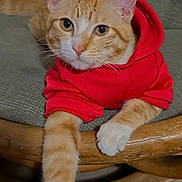 Tommy joined the competition — help win amazing prizes! cat, orange_tabby, hoodie, red_clothing, pet, indoor, furniture, chair, cushion, paw, stretching, cute, animal, whiskers, ears, nose, fur, relaxed, close_up, domestic_cat