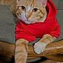 cat, orange_tabby, hoodie, red_clothing, pet, indoor, furniture, chair, cushion, paw, stretching, cute, animal, whiskers, ears, nose, fur, relaxed, close_up, domestic_cat