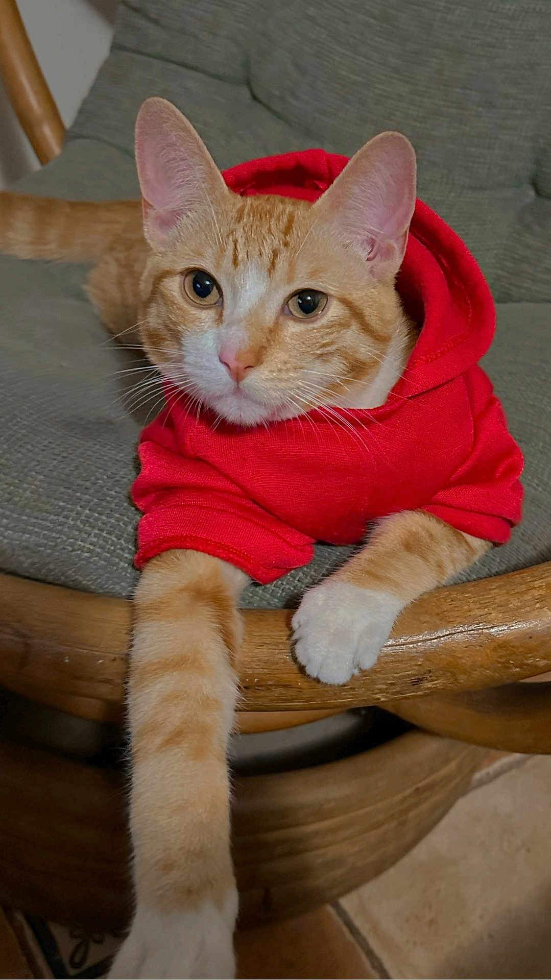 Tommy joined the competition — help win amazing prizes! cat, orange_tabby, hoodie, red_clothing, pet, indoor, furniture, chair, cushion, paw, stretching, cute, animal, whiskers, ears, nose, fur, relaxed, close_up, domestic_cat