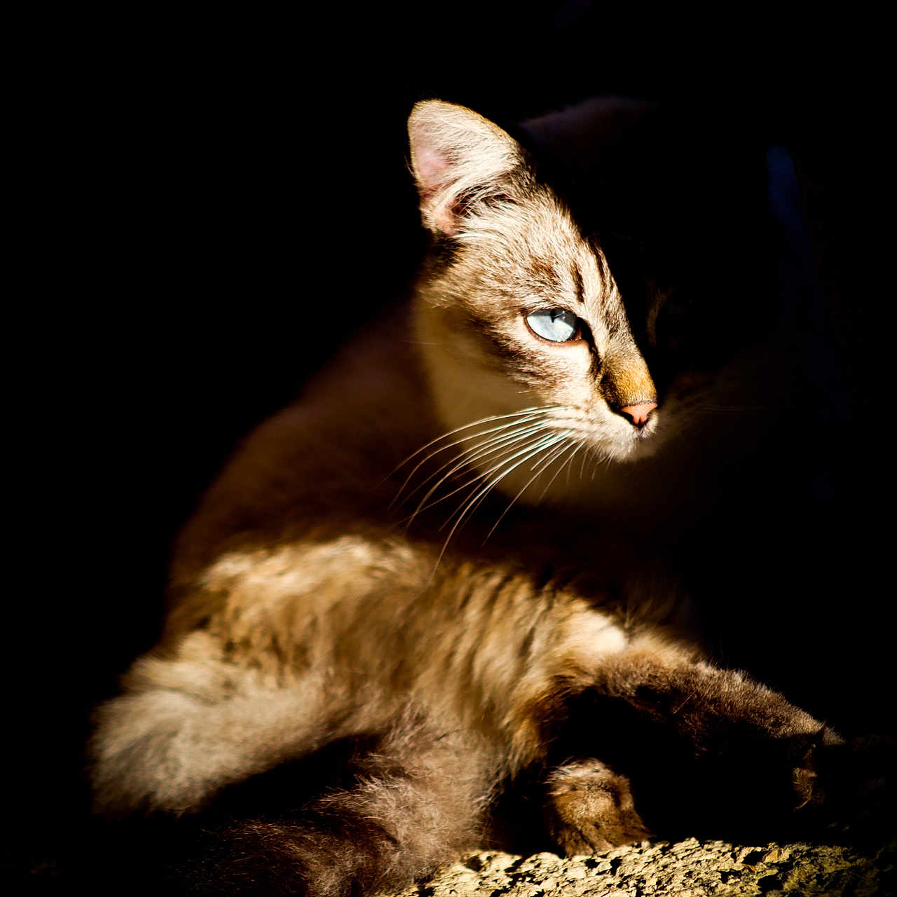 Ptit Chat