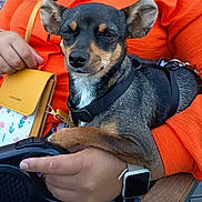 Laïka participe au concours pour gagner de l'argent avec cette photo : dog, small_dog, black_and_tan, harness, person, orange_clothing, hand, yellow_purse, leash, watch, sitting, closeup, outdoor, relaxed, pet, companion, casual, seated, animal, cute
