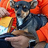 dog, small_dog, black_and_tan, harness, person, orange_clothing, hand, yellow_purse, leash, watch, sitting, closeup, outdoor, relaxed, pet, companion, casual, seated, animal, cute
