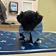 Charli joined the competition — help win amazing prizes! puppy, dog, blue_bow, small_dog, black_dog, animal, pet, indoor, veterinary_office, mat, decorative_bow, cute, young_animal, floor, table, fur, paw, animal_portrait, shy, curious