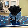 puppy, dog, blue_bow, small_dog, black_dog, animal, pet, indoor, veterinary_office, mat, decorative_bow, cute, young_animal, floor, table, fur, paw, animal_portrait, shy, curious