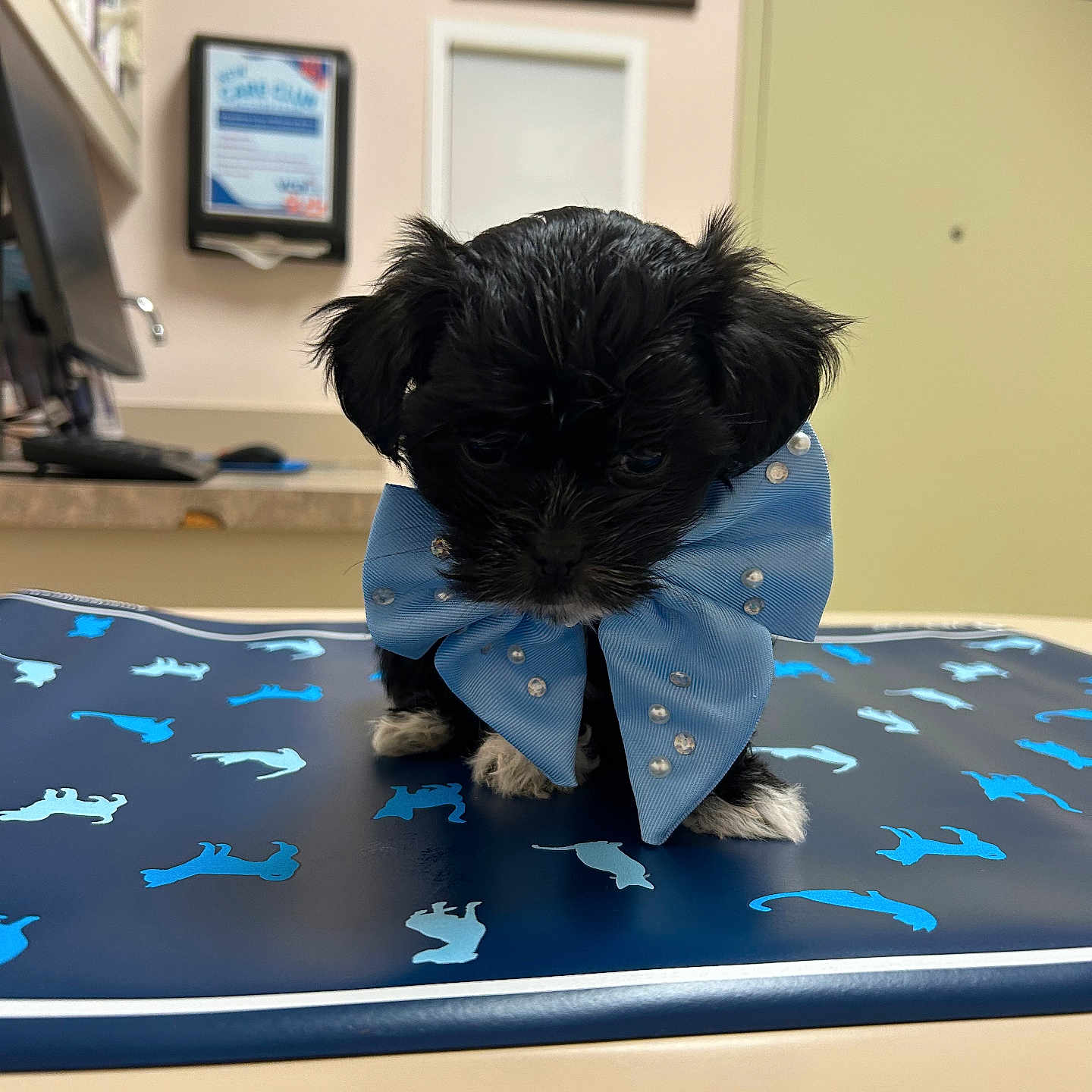 Charli joined the competition — help win amazing prizes! puppy, dog, blue_bow, small_dog, black_dog, animal, pet, indoor, veterinary_office, mat, decorative_bow, cute, young_animal, floor, table, fur, paw, animal_portrait, shy, curious