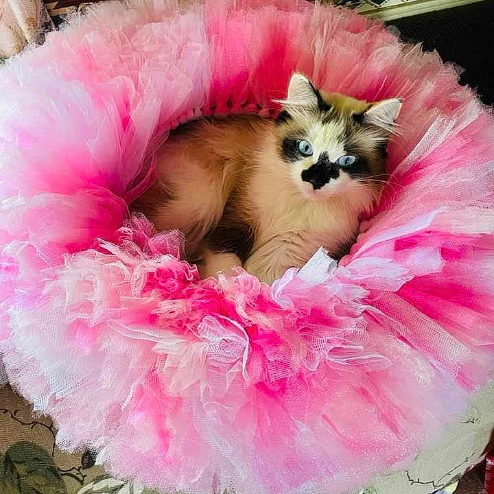 Angelique is registered to the contest to win money with this photo: animal, baby, canine, cat, dog, dogbed, kitten, manx, person, pet, puppy, sleeping