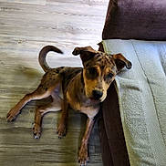 Daisy Grace is registered to the contest to win money with this photo: animal, architecture, building, bulldog, canine, couch, cushion, dog, furniture, hardwood, homedecor, hound, indoors, interiordesign, livingroom, pet, pitbull, puppy, room, wood