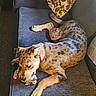 Daisy Grace joined the competition — help win amazing prizes! animal, canine, chaise, couch, cushion, dog, dogbed, furniture, homedecor, hound, person, pet, pillow, puppy, sleeping
