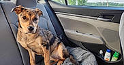 Daisy Grace joined the competition — help win amazing prizes! accessories, animal, belt, blanket, canine, car, car_interior, carseat, cushion, dog, headrest, homedecor, hound, pet, puppy, transportation, vehicle