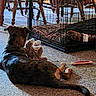 Daisy Grace is registered to the contest to win money with this photo: animal, brush, cage, canine, device, dog, dogbed, greatdane, hardwood, pet, puppy, rabbit, racket, sport, stainedwood, tennis, tennisracket, tool, wood