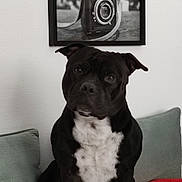 Taïko participe au concours pour gagner de l'argent avec cette photo : dog, black_dog, white_chest, couch, pillows, blanket, indoor, wall, framed_photo, vintage_camera, pet, sitting, cute, animal, cozy, house, portrait, furniture, resting, domestic