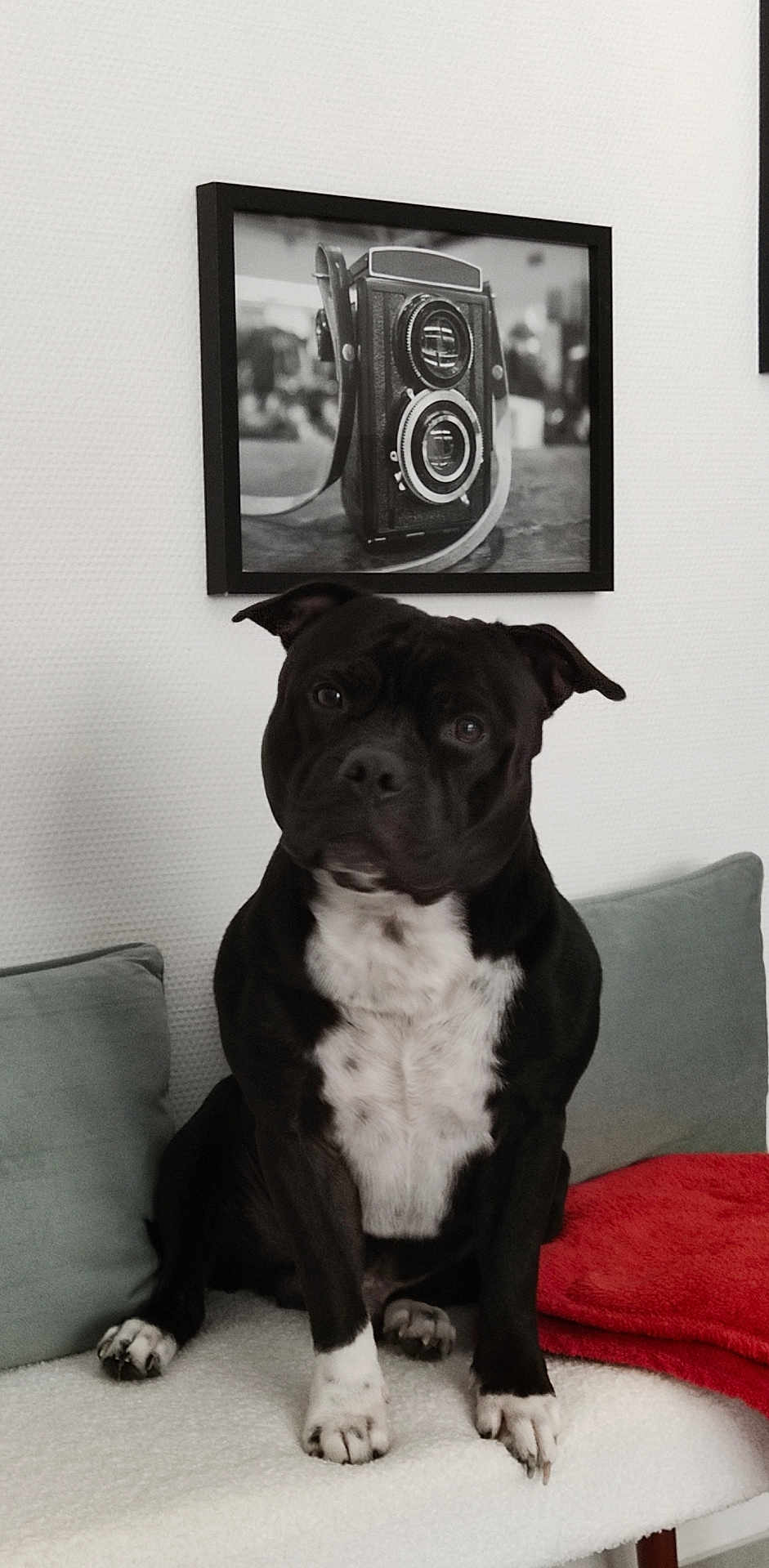 Taïko participe au concours pour gagner de l'argent avec cette photo : dog, black_dog, white_chest, couch, pillows, blanket, indoor, wall, framed_photo, vintage_camera, pet, sitting, cute, animal, cozy, house, portrait, furniture, resting, domestic
