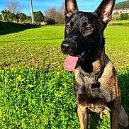 Memphis a rejoint le concours — aidez-le/la à gagner de superbes lots ! dog, canine, pet, outdoor, field, grass, greenery, yellow_flowers, sunny, blue_sky, happy, tongue_out, ears_up, collar, nature, animal, mammal, daytime, rural, playful