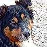 animal, black_and_tan, canine, close_up, dog, ears, eyes, face, fluffy, fur, indoor, long_hair, lying_down, nose, patterned_background, pet, portrait, relaxed, rug, side_eye