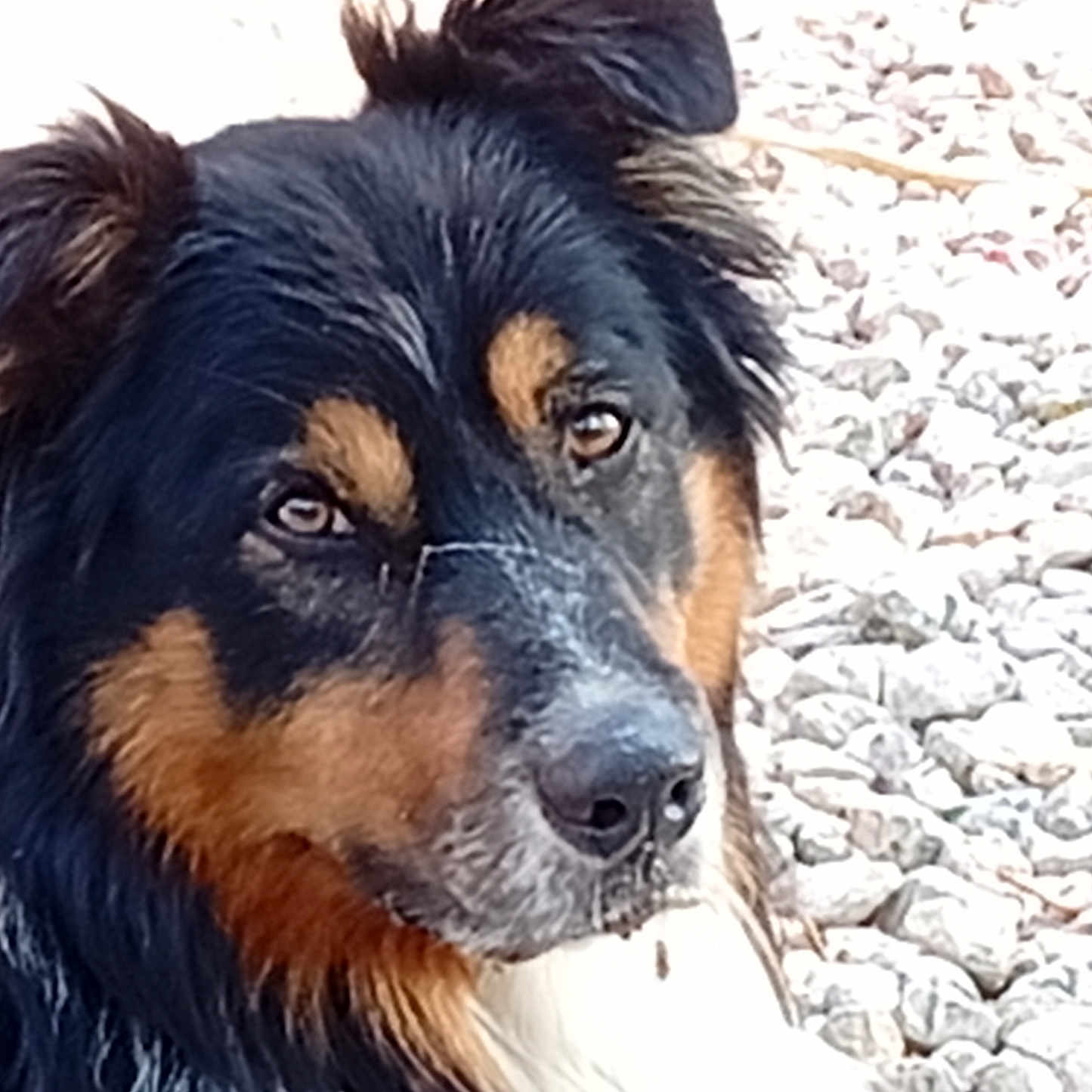 Pollux