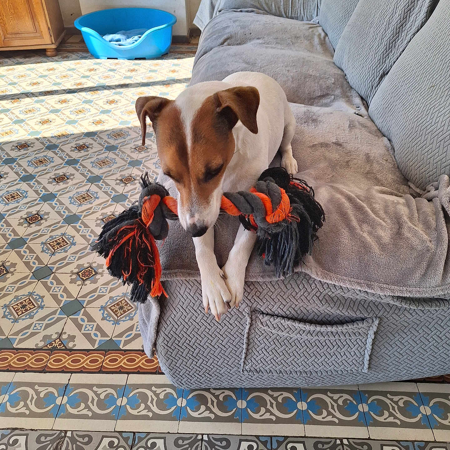 Tigrou a rejoint le concours — aidez-le/la à gagner de superbes lots ! animal, architecture, building, canine, chair, couch, cushion, dog, dogbed, furniture, homedecor, hound, indoors, interiordesign, livingroom, pet, pointer, puppy, room, wood