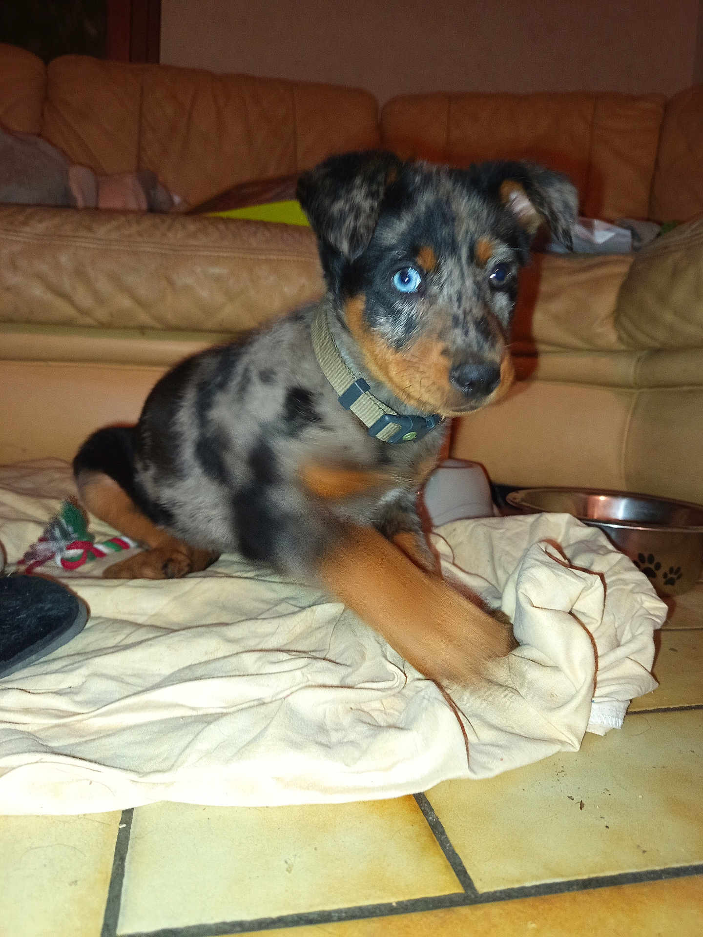 Asoka participe au concours pour gagner de l'argent avec cette photo : puppy, dog, heterochromia, collar, indoor, tile_floor, cloth, motion_blur, paw, leather_couch, pet_bowl, brown, black, blue_eye, orange, cute, young, animal, pet, living_room