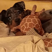 Asoka participe au concours pour gagner de l'argent avec cette photo : dog, puppy, plush_toy, giraffe, blanket, bed, cozy, indoor, cute, pet, animal, fur, ears, nose, eyes, soft, comfort, resting, home, sleepy