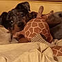 dog, puppy, plush_toy, giraffe, blanket, bed, cozy, indoor, cute, pet, animal, fur, ears, nose, eyes, soft, comfort, resting, home, sleepy