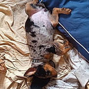 Asoka participe au concours pour gagner de l'argent avec cette photo : bed_sheet, belly_up, blue_cushion, collar, cozy, cute, dog, domestic, fabric, indoor, lying_down, pet, puppy, relaxed, resting, sleeping, slipper, small_dog, spotty_fur, toy