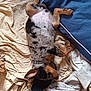 bed_sheet, belly_up, blue_cushion, collar, cozy, cute, dog, domestic, fabric, indoor, lying_down, pet, puppy, relaxed, resting, sleeping, slipper, small_dog, spotty_fur, toy