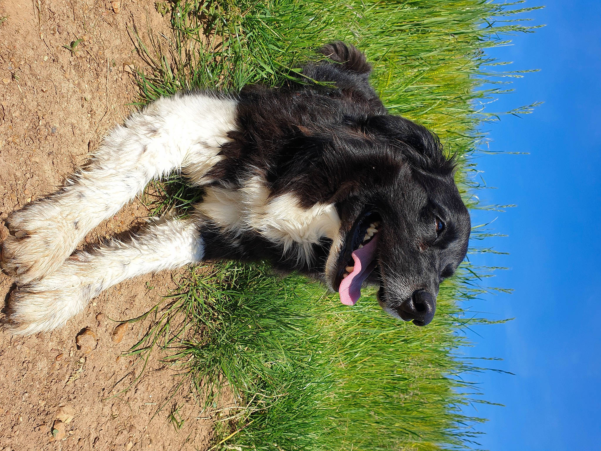 Kiss participe au concours pour gagner de l'argent avec cette photo : canidae, carnivore, companion_dog, dog, dog_breed, fur, grass, herding_dog, plant, sky, snout, sporting_group, tail, terrestrial_animal, terrier, tree, water, water_dog, wildlife, working_animal