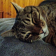 Leo a rejoint le concours — aidez-le/la à gagner de superbes lots ! cat, tabby_cat, close_up, sleeping, resting, pet, feline, whiskers, ear, fur, indoor, blanket, soft, cozy, wooden_cabinet, relaxation, animal, mammal, domestic_animal, one_animal