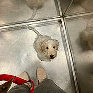 Alfred a rejoint le concours — aidez-le/la à gagner de superbes lots ! puppy, dog, white, fluffy, leash, feet, shoes, person, elevator, metallic, reflection, floor, walls, indoor, looking_up, curious, pet, animal, companion, cute