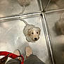 puppy, dog, white, fluffy, leash, feet, shoes, person, elevator, metallic, reflection, floor, walls, indoor, looking_up, curious, pet, animal, companion, cute