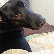 Guismo participe au concours pour gagner de l'argent avec cette photo : dog, black_dog, pet, close_up, bed, blanket, indoor, resting, looking_back, animal, fur, cozy, brown_eyes, canine, portrait, snout, ear, domestic_animal, comfort, relaxation