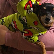 Lova participe au concours pour gagner de l'argent avec cette photo : dog, puppy, hoodie, green_clothing, person, arms, holding, indoor, wallpaper, curious, small_dog, pet, casual_clothing, sleeve, cozy, cute, animal, companion, portrait, snug