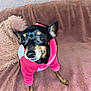 dog, small_dog, black_dog, tan_dog, hoodie, pink_hoodie, pet_clothing, blanket, pink_blanket, indoor, curious, ears_up, looking_up, soft_texture, plush_blanket, fur, animal, canine, cute, companion