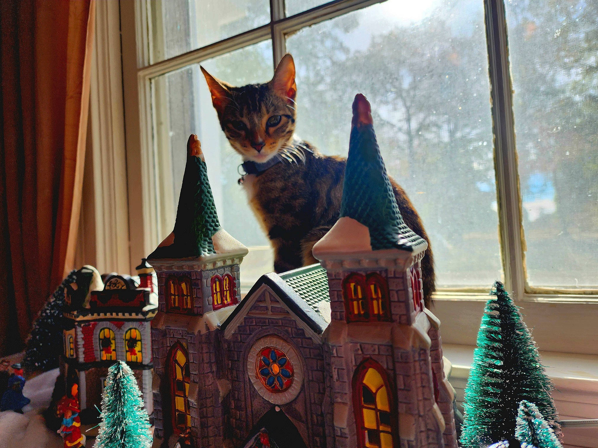 Ms. Kitty is registered to the contest to win money with this photo: carnivore, cat, christmas, christmas_decoration, christmas_ornament, curtain, event, felidae, green, holiday, house, interior_design, ornament, small_to_medium_sized_cats, snapshot, tail, tree, whiskers, window, winter