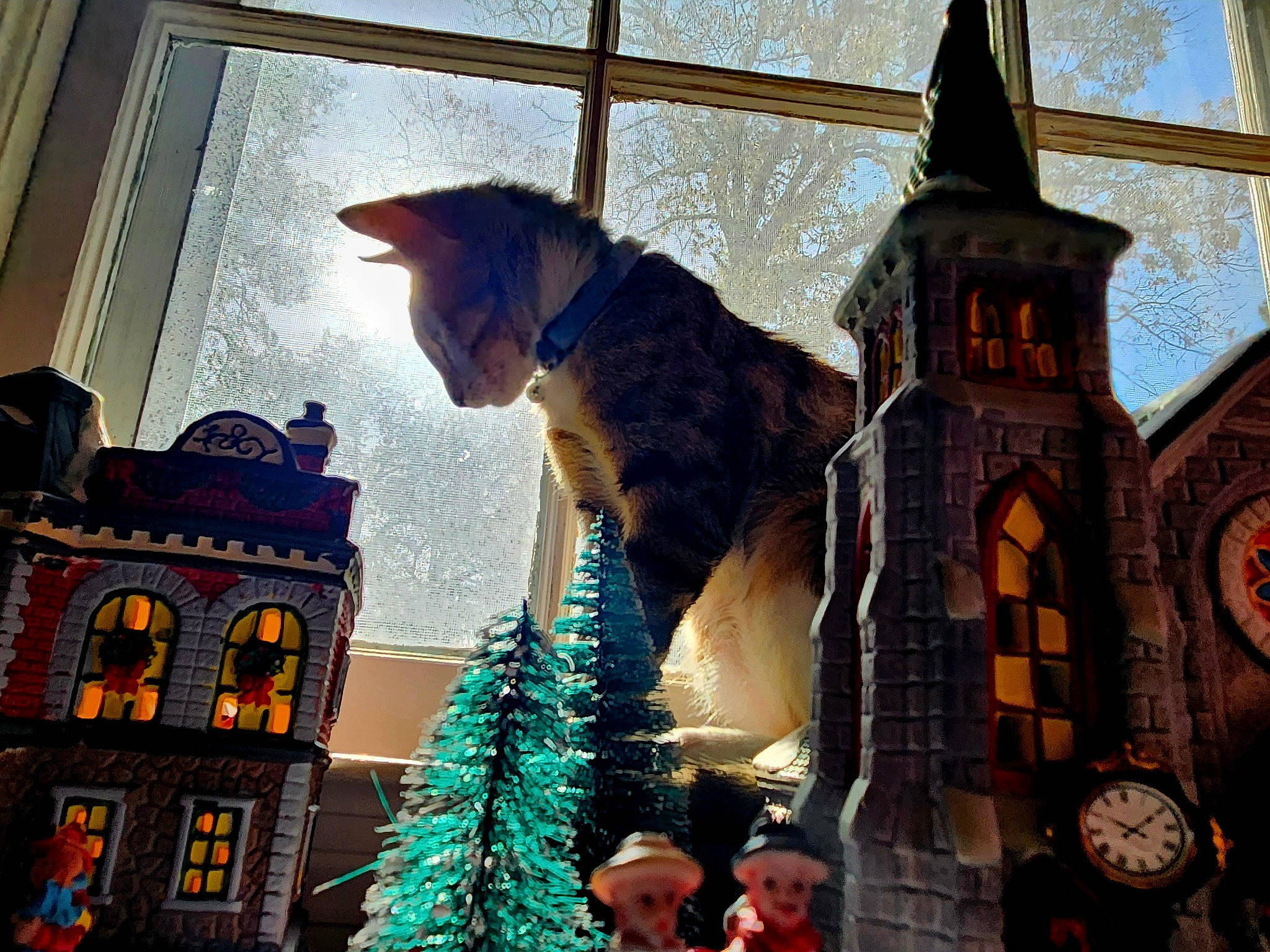 Ms. Kitty is registered to the contest to win money with this photo: building, carnivore, cat, christmas, christmas_decoration, christmas_eve, christmas_ornament, christmas_tree, city, event, facade, fawn, felidae, holiday, small_to_medium_sized_cats, tail, tower, whiskers, window, winter