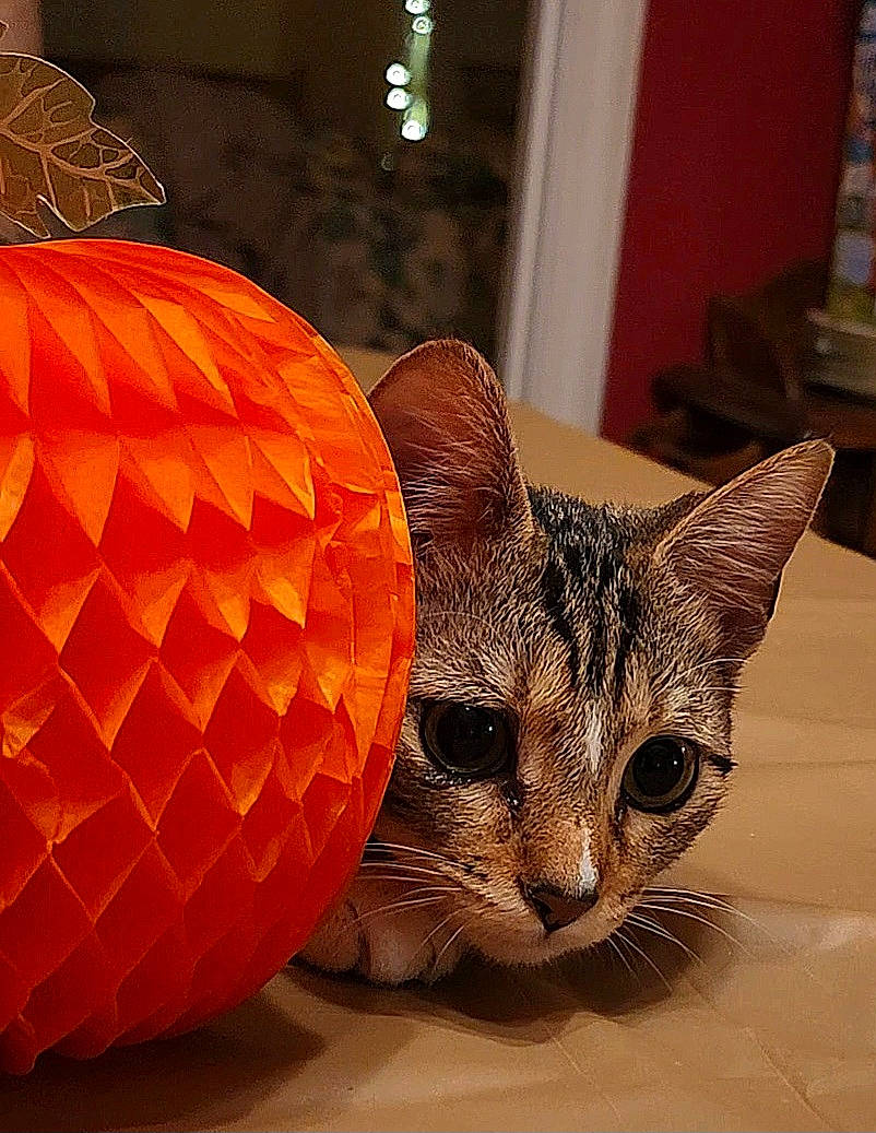 Ms. Kitty joined the competition — help win amazing prizes! art, artifact, bean_bag, carnivore, cat, comfort, domestic_short_haired_cat, felidae, fur, lantern, metal, paper, sculpture, small_to_medium_sized_cats, tail, terrestrial_animal, visual_arts, whiskers, window, wood