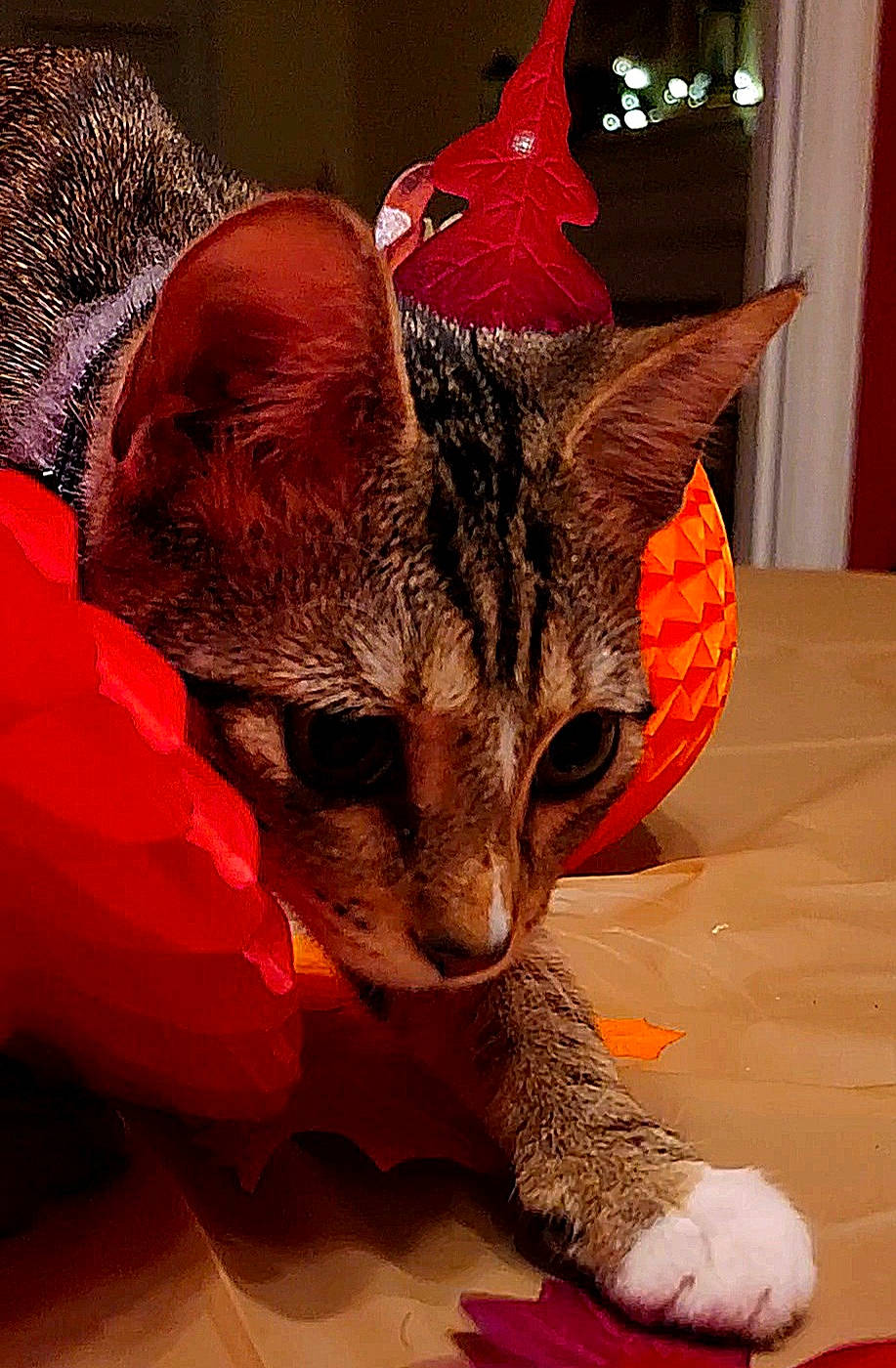 Ms. Kitty is registered to the contest to win money with this photo: carmine, carnivore, cat, cat_supply, cat_toy, cone, costume_hat, domestic_short_haired_cat, event, fawn, felidae, fur, plant, small_to_medium_sized_cats, snout, tail, toy, tree, whiskers, window