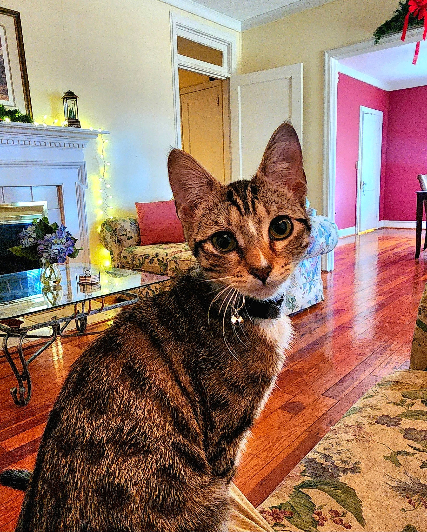 Ms. Kitty is registered to the contest to win money with this photo: carnivore, cat, domestic_short_haired_cat, fawn, felidae, flooring, fur, hardwood, houseplant, metal, picture_frame, plant, small_to_medium_sized_cats, snout, tail, terrestrial_animal, whiskers, wildlife, window, wood