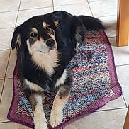 Shiva participe au concours pour gagner de l'argent avec cette photo : dog, black_and_white, fluffy, lying_down, rug, woven_rug, tile_floor, indoor, pet, canine, calm, resting, looking_away, fur, paws, table_leg, home, domestic, animal, companion