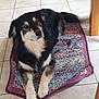 dog, black_and_white, fluffy, lying_down, rug, woven_rug, tile_floor, indoor, pet, canine, calm, resting, looking_away, fur, paws, table_leg, home, domestic, animal, companion
