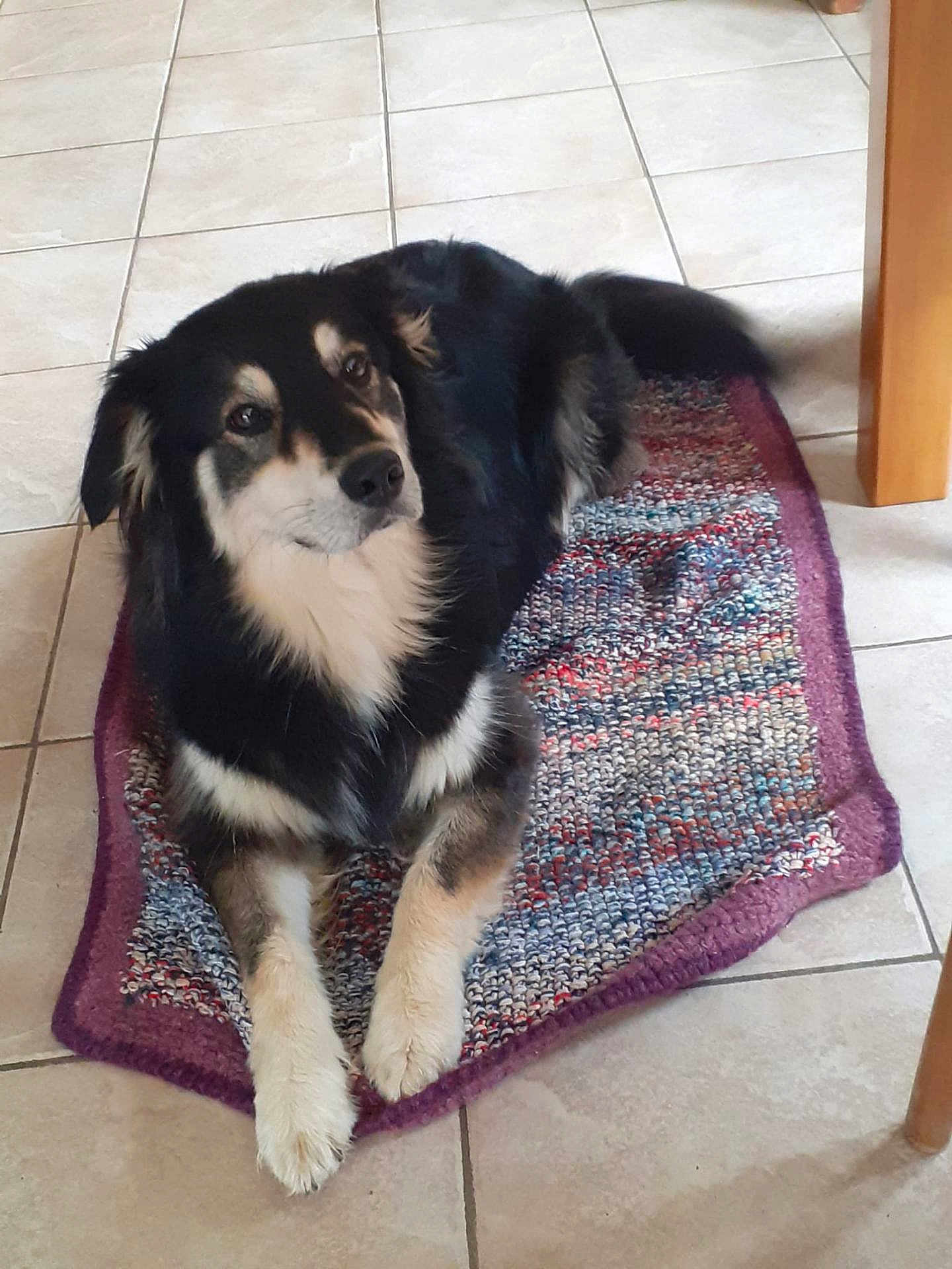 Shiva participe au concours pour gagner de l'argent avec cette photo : dog, black_and_white, fluffy, lying_down, rug, woven_rug, tile_floor, indoor, pet, canine, calm, resting, looking_away, fur, paws, table_leg, home, domestic, animal, companion