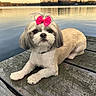 dog, shih_tzu, pet, bow, pink_bow, groomed, fluffy, small_dog, portrait, outdoor, lake, water, dock, wooden_dock, nature, lying_down, front_facing, brown_and_white, cute, reflection