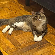 Baby Kitty is registered to the contest to win money with this photo: cat, couch, cute, eyes, feline, furniture, indoor, living_room, long_haired, looking_up, lounging, parquet_floor, paws, pet, portrait, relaxed, tabby, whiskers, white_paws, wooden_floor