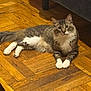 cat, couch, cute, eyes, feline, furniture, indoor, living_room, long_haired, looking_up, lounging, parquet_floor, paws, pet, portrait, relaxed, tabby, whiskers, white_paws, wooden_floor